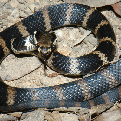 Stephens Banded Snake