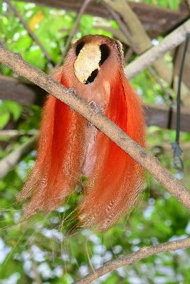 Raggiana bird-of-paradise<br>(Paradisaea raggiana)