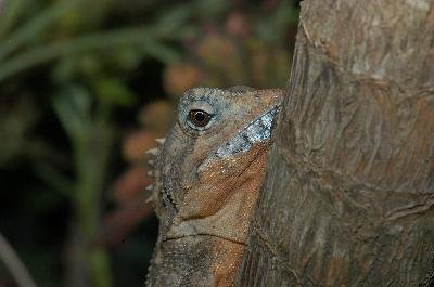 Rainforest Dragon<br>(Hypsilurus spinipes)