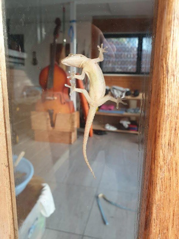 Asian_House_Gecko__Hemidactylus_frenatus__005.jpg