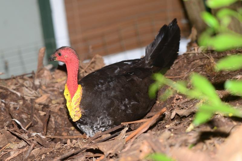 Australian_Brush-turkey__Alectura_lathami__011.jpg