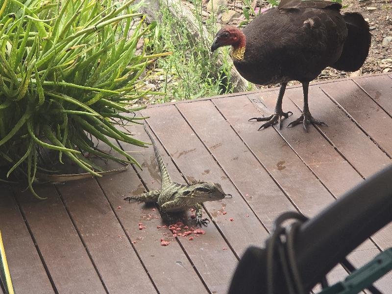 Australian_Brush-turkey__Alectura_lathami__014.jpg