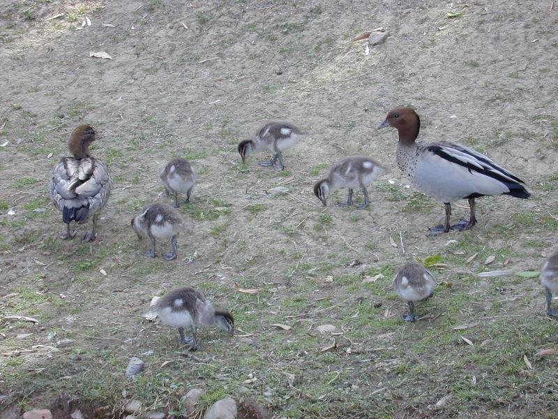 Australian_Wood_Duck__Chenonetta_jubata__003.jpg
