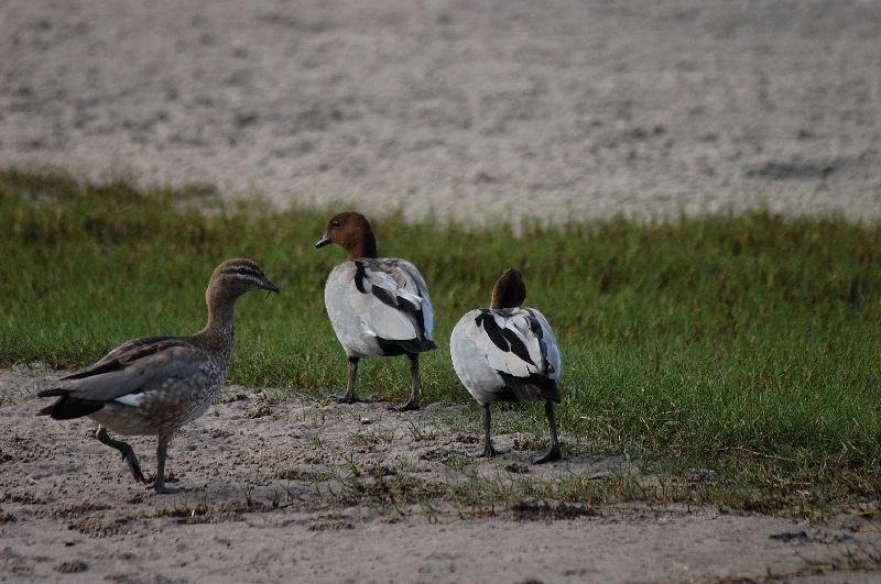 Australian_Wood_Duck__Chenonetta_jubata__010.jpg