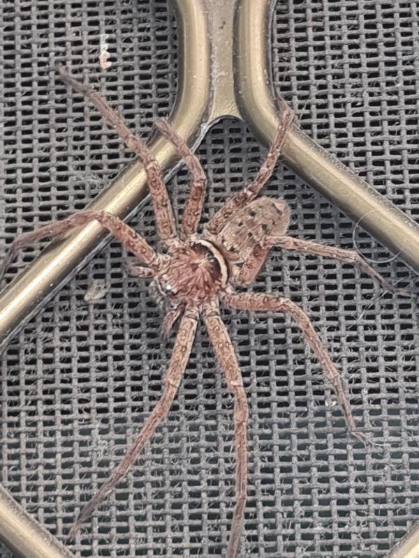 Badge_Huntsman_Spiders_And_Shield_Huntsman_Spiders__Neosparassus_spp_001.jpg