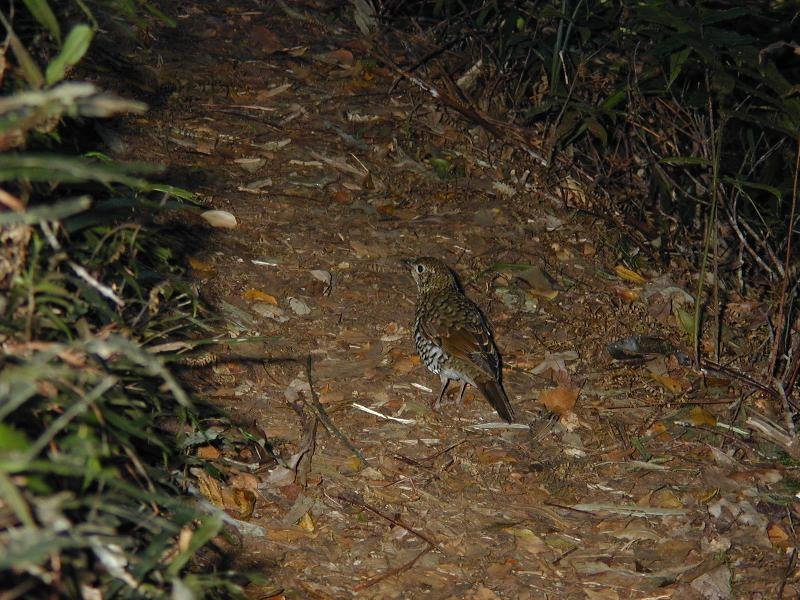 Bassian_Thrush__Zoothera_lunulata__001.jpg