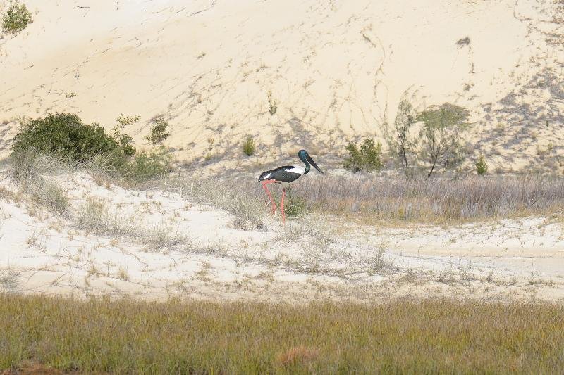 Black-necked_Stork__Ephippiorhynchus_asiaticus__003.jpg