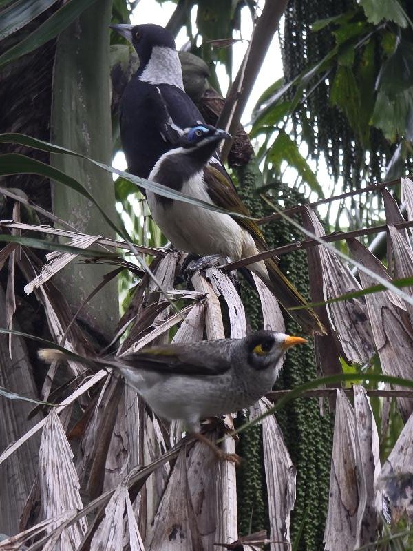 Blue-faced_Honeyeater__Entomyzon_cyanotis__001.jpg