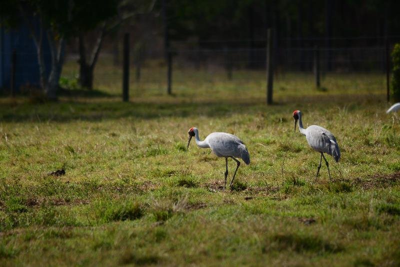 Brolga__Grus_rubicunda__004.jpg