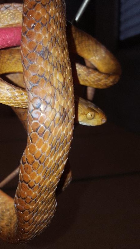 Brown_Tree_Snake__Boiga_irregularis__041.jpg