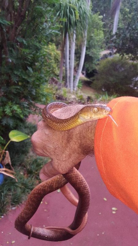 Brown_Tree_Snake__Boiga_irregularis__048.jpg