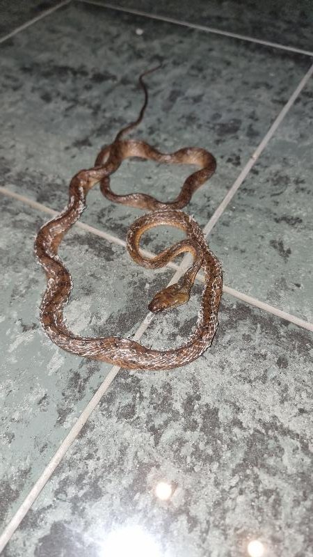 Brown_Tree_Snake__Boiga_irregularis__102.jpg