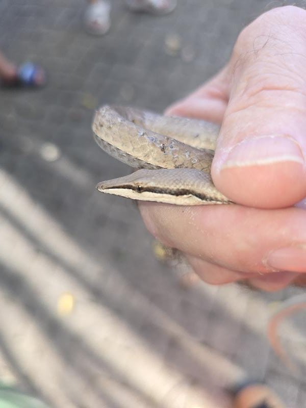 Burtons_Legless_Lizard__Lialis_burtonis__007.jpg