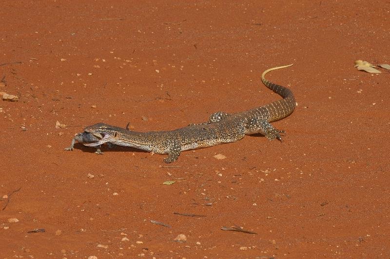Central_Bearded_Dragon__Pogona_vitticeps__019.jpg