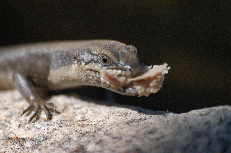 Centralian_Ranges_Rock-Skink__Liopholis_margaretae__009.jpg