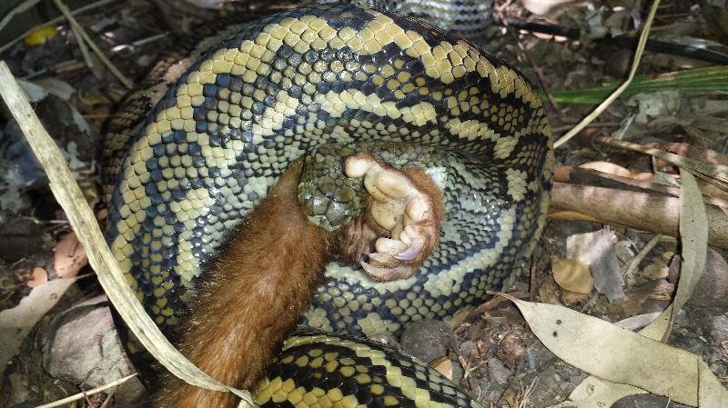 Coastal_Carpet_Python__Morelia_spilota_mcdowelli__088.jpg