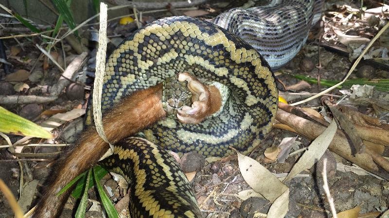 Coastal_Carpet_Python__Morelia_spilota_mcdowelli__090.jpg