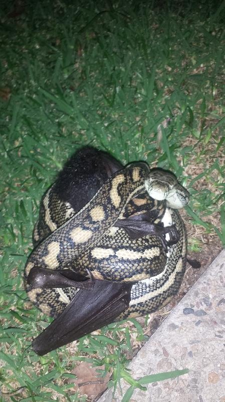 Coastal_Carpet_Python__Morelia_spilota_mcdowelli__130.jpg