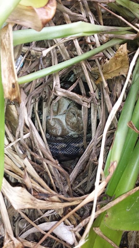 Coastal_Carpet_Python__Morelia_spilota_mcdowelli__160.jpg