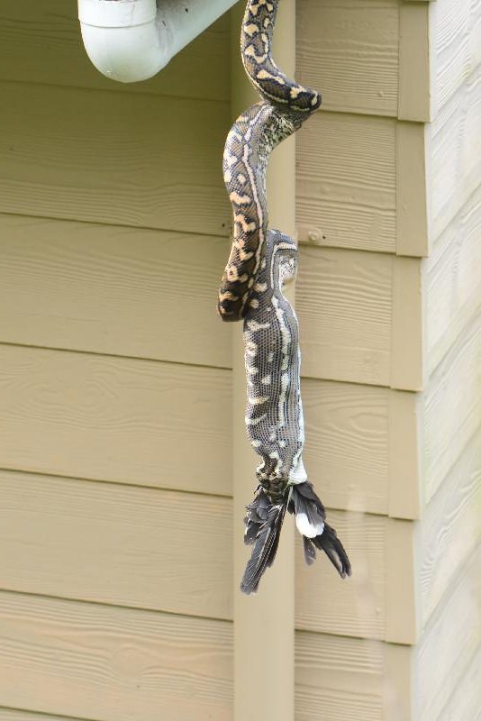 Coastal_Carpet_Python__Morelia_spilota_mcdowelli__315.jpg