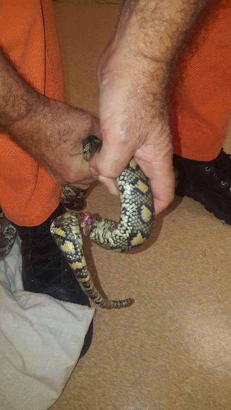 Coastal_Carpet_Python__Morelia_spilota_mcdowelli__335.jpg