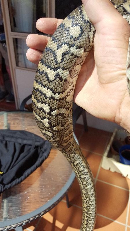 Coastal_Carpet_Python__Morelia_spilota_mcdowelli__340.jpg