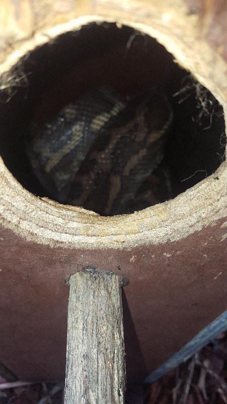 Coastal_Carpet_Python__Morelia_spilota_mcdowelli__369.jpg