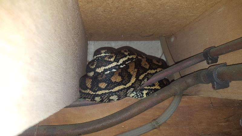 Coastal_Carpet_Python__Morelia_spilota_mcdowelli__383.jpg