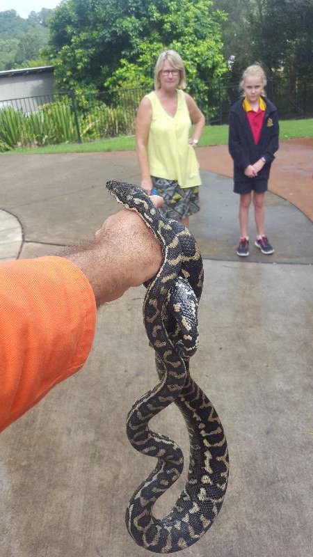 Coastal_Carpet_Python__Morelia_spilota_mcdowelli__407.jpg