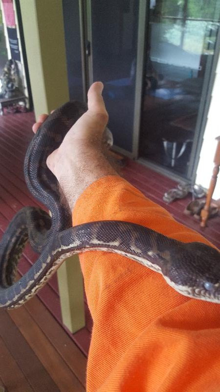 Coastal_Carpet_Python__Morelia_spilota_mcdowelli__411.jpg