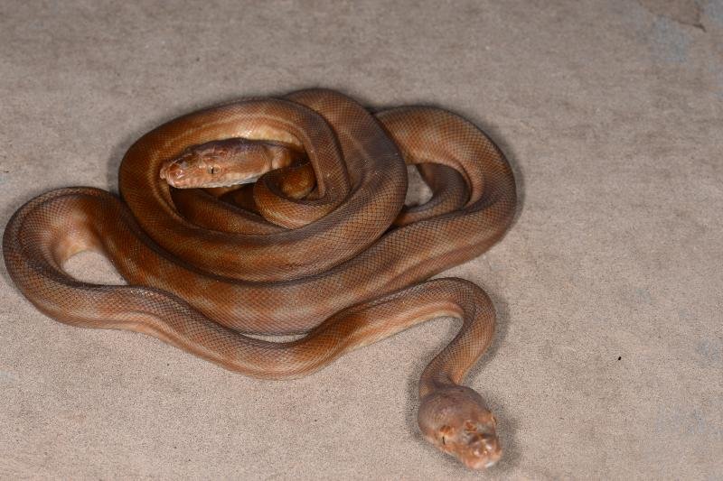 Coastal_Carpet_Python__Morelia_spilota_mcdowelli__416.jpg