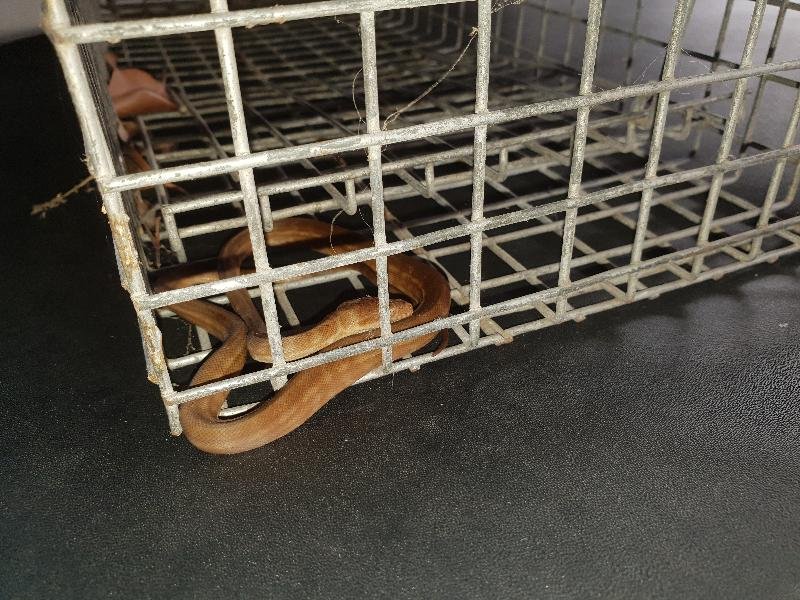Coastal_Carpet_Python__Morelia_spilota_mcdowelli__423.jpg