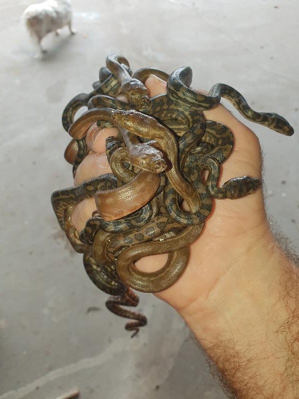 Coastal_Carpet_Python__Morelia_spilota_mcdowelli__435.jpg
