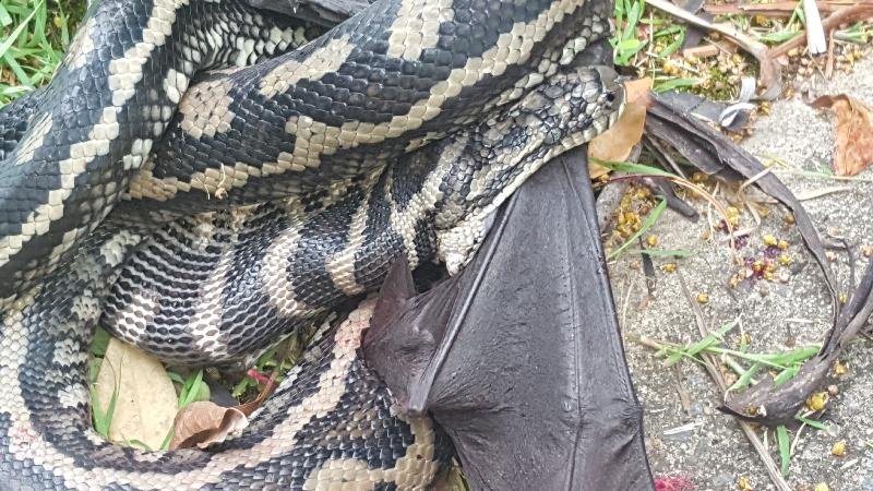 Coastal_Carpet_Python__Morelia_spilota_mcdowelli__478.jpg