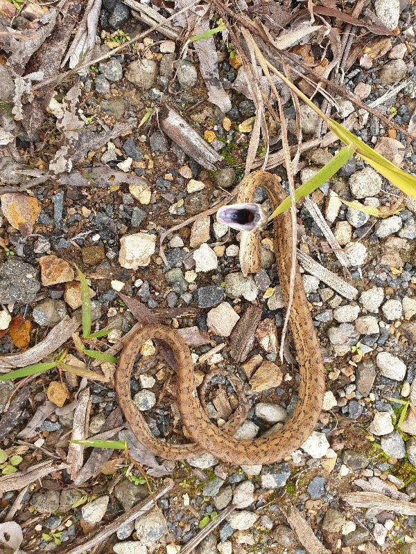Coastal_Carpet_Python__Morelia_spilota_mcdowelli__509.jpg