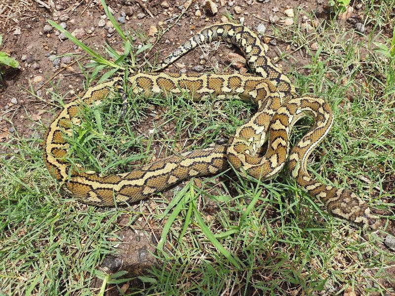 Coastal_Carpet_Python__Morelia_spilota_mcdowelli__537.jpg
