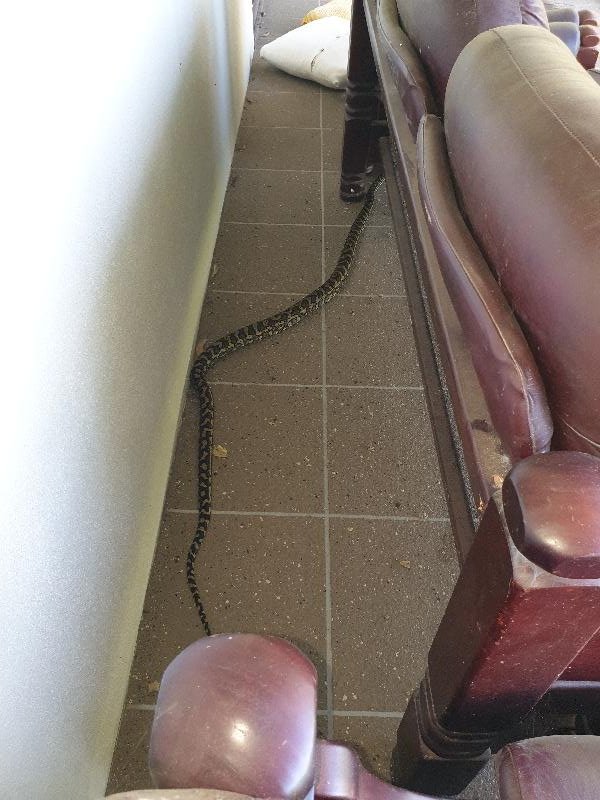 Coastal_Carpet_Python__Morelia_spilota_mcdowelli__551.jpg