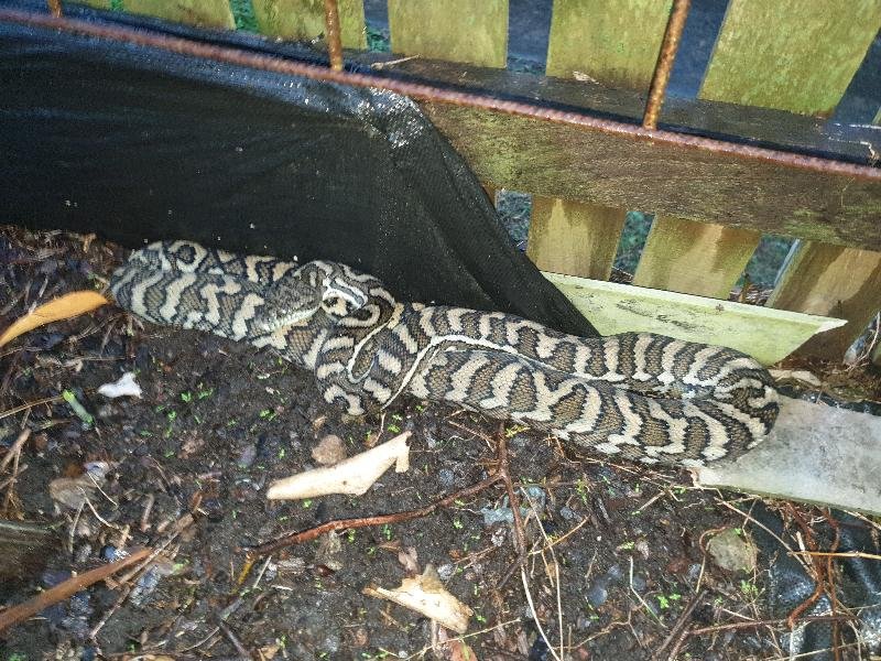 Coastal_Carpet_Python__Morelia_spilota_mcdowelli__552.jpg