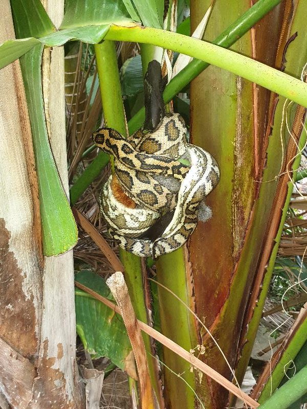 Coastal_Carpet_Python__Morelia_spilota_mcdowelli__558.jpg