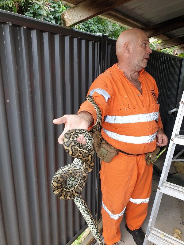Coastal_Carpet_Python__Morelia_spilota_mcdowelli__561.jpg