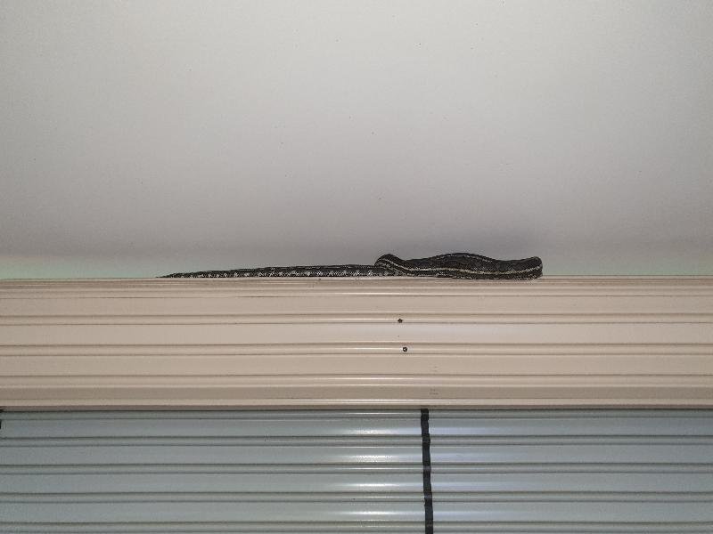 Coastal_Carpet_Python__Morelia_spilota_mcdowelli__564.jpg