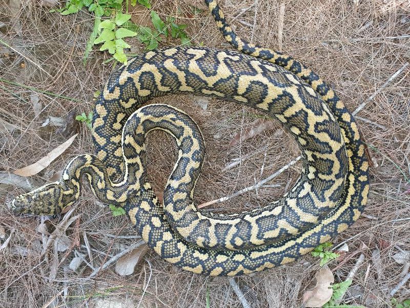 Coastal_Carpet_Python__Morelia_spilota_mcdowelli__567.jpg