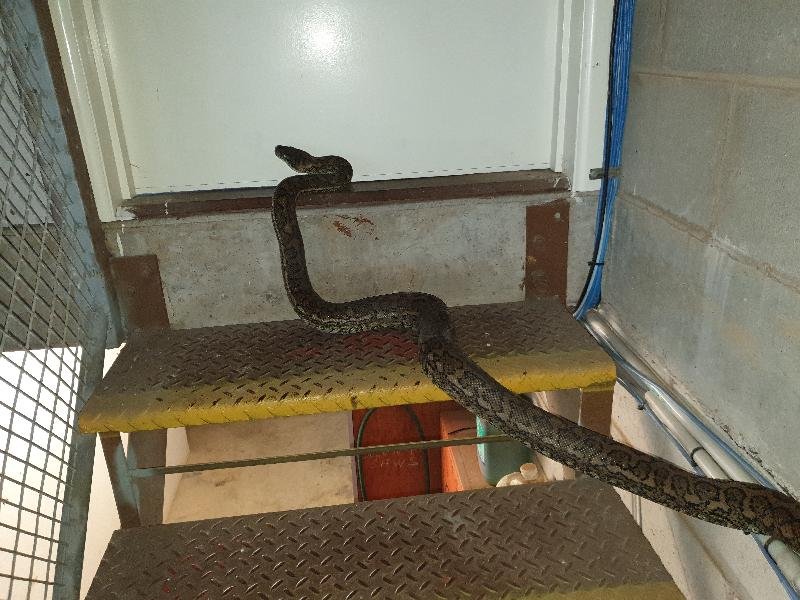 Coastal_Carpet_Python__Morelia_spilota_mcdowelli__570.jpg