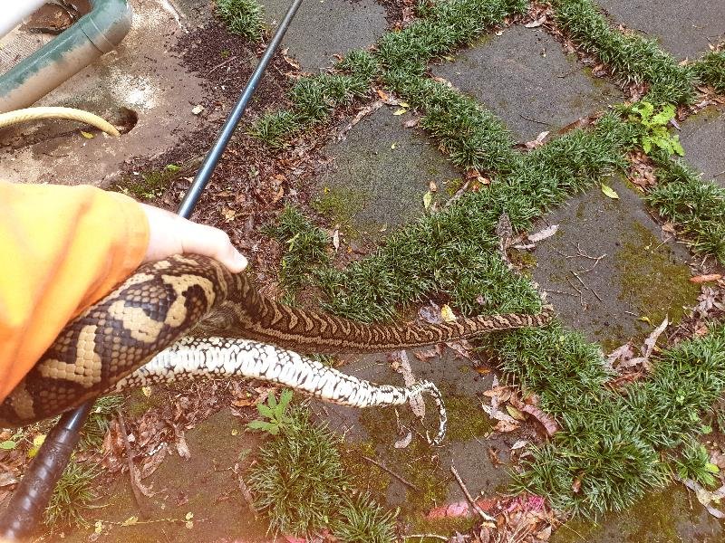 Coastal_Carpet_Python__Morelia_spilota_mcdowelli__571.jpg