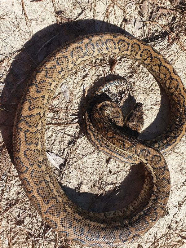 Coastal_Carpet_Python__Morelia_spilota_mcdowelli__572.jpg