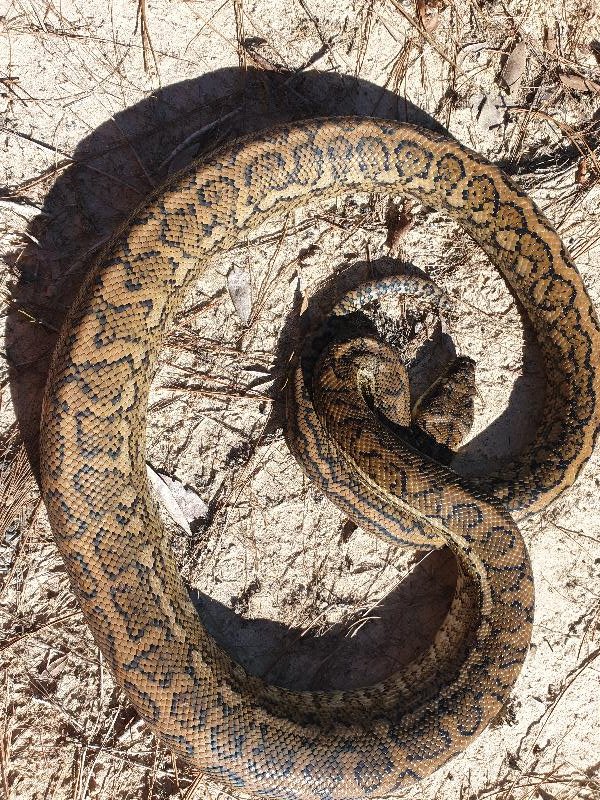 Coastal_Carpet_Python__Morelia_spilota_mcdowelli__573.jpg