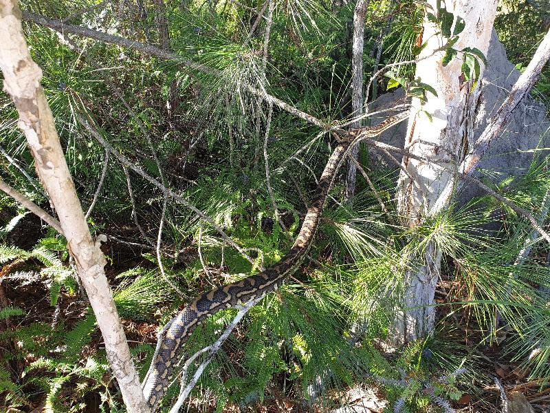 Coastal_Carpet_Python__Morelia_spilota_mcdowelli__574.jpg