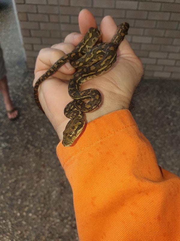 Coastal_Carpet_Python__Morelia_spilota_mcdowelli__578.jpg
