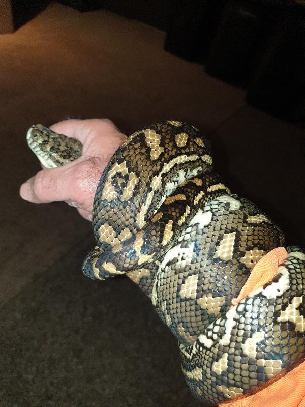 Coastal_Carpet_Python__Morelia_spilota_mcdowelli__581.jpg