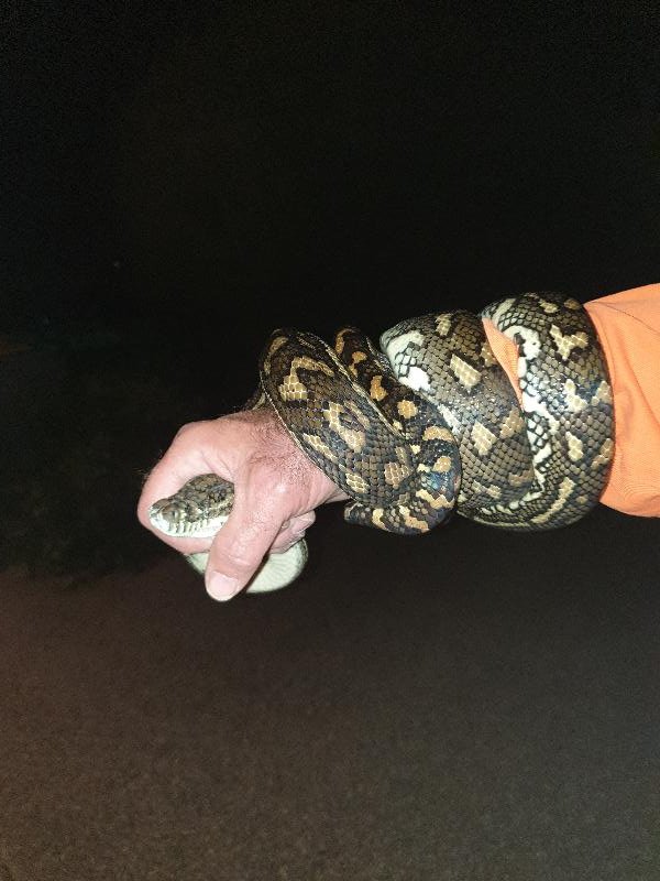 Coastal_Carpet_Python__Morelia_spilota_mcdowelli__582.jpg